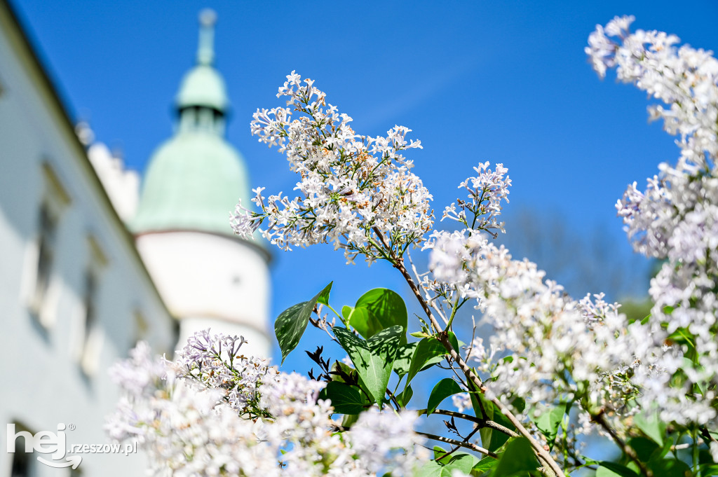 Majówka na Zamku Baranów Sandomierski