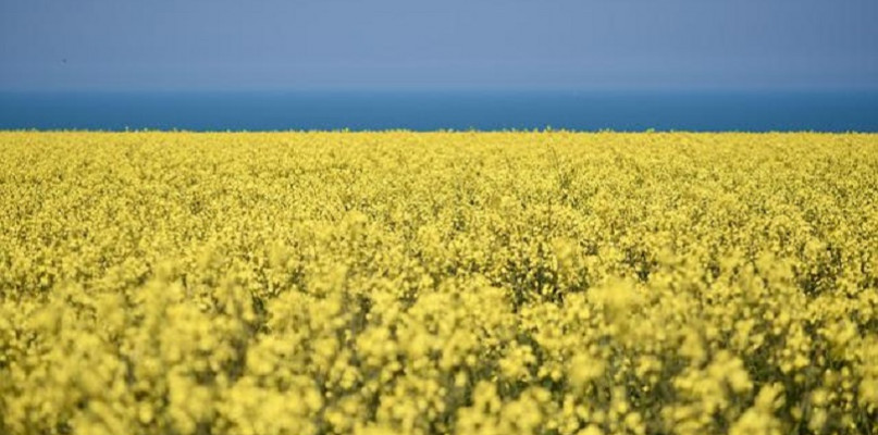 Zapotrzebowanie na oleje spożywcze rośnie