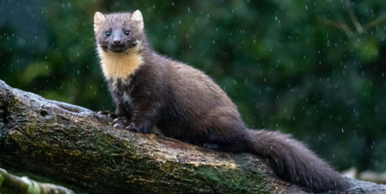 Kuna na dachu – jakie zniszczenia może powodować?