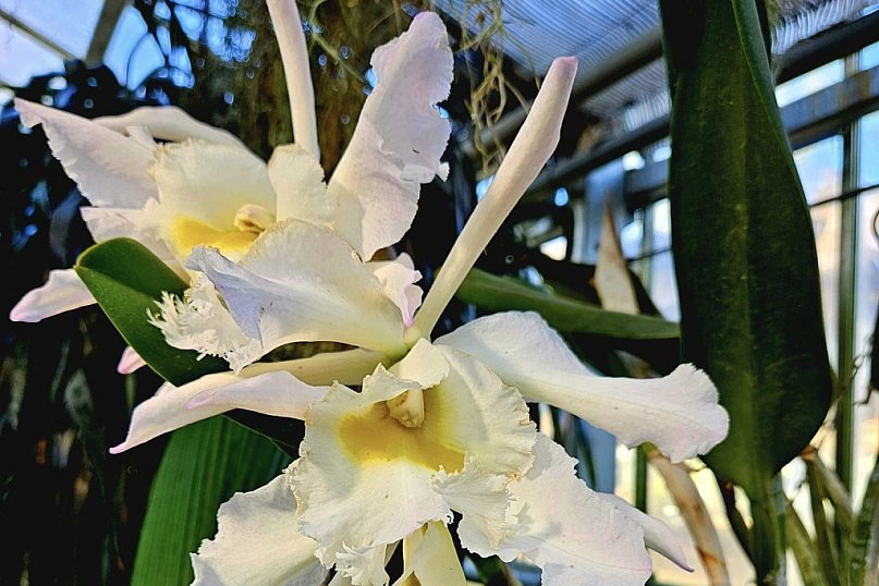 Łańcut: okazy z zamkowej storczykarni