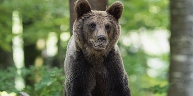  Niedźwiedź chodzi po wsi Bykowce. Gmina ostrzega mieszkańców-17326