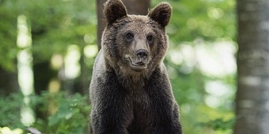 Niedźwiedź chodzi po wsi Bykowce. Gmina ostrzega -17326