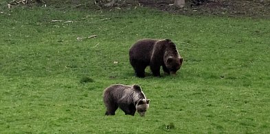 Turyści w Bieszczadach powinni uważać na niedźwiedzie-17390