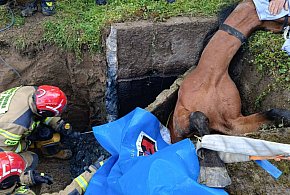 Strażacy ratują konia uwięzionego w podziemnym zbiorniku-26043