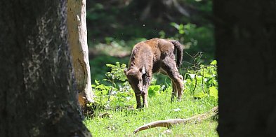 W zagrodzie w Mucznem urodziły się trzy żubry-26374