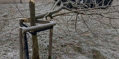 Nastolatek zniszczył drzewka. Stanie przed sądem-26926