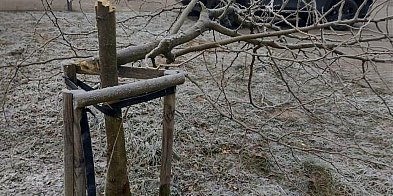 Nastolatek zniszczył drzewka. Stanie przed sądem-26926