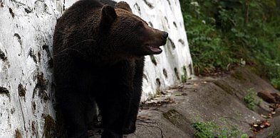 Podkarpackie: w regionie żyje ok. 300 niedźwiedzi-27703