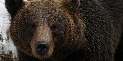 Jest śledztwo ws. śmiertelnego postrzelenia chronionego niedźwiedzia brunatnego-28087