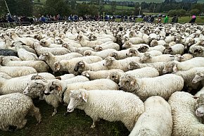 Redyk w Osławicy: najpiękniejszy w Polsce, jedyny prawdziwie podkarpacki-444