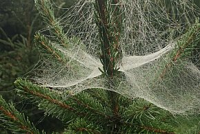 Kupujesz żywą choinkę na święta? Ten szczegół łatwo przeoczyć-30691