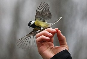 Ptaki nawet przez 10 dni odczuwają stres po sylwestrowych fajerwerkach-30987