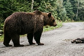 Niedźwiedź zaatakował mężczyznę w Bieszczadach!
