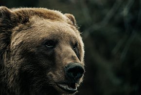 Śmiertelny atak niedźwiedzia w Płonnej. Nie żyje 58-letnia kobieta
