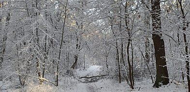 W najbliższych dniach rozpogodzenia, opady śniegu i mróz do minus 25 st. C