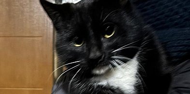 Policjanci i strażacy uratowali kota