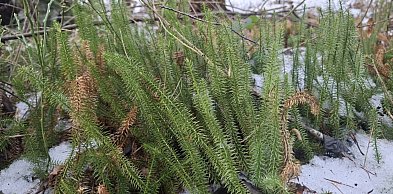 Widłak jałowcowaty – miniatura lasu sprzed czasów dinozaurów w polskich borach