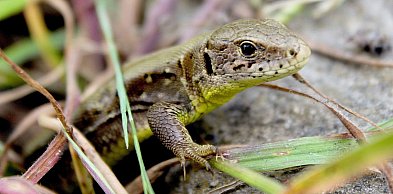 Jaszczurki w Polsce – które gatunki można zobaczyć w ogrodzie