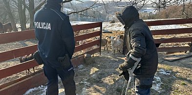 Zwierzęta na mrozie? Policjanci z kontrolami