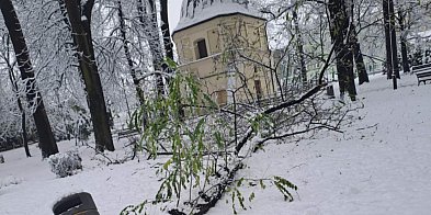 Mokry śnieg zagraża odwiedzającym miejskie parki-30212