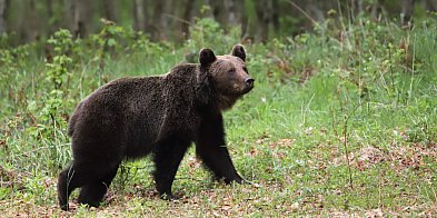 Silny mróz - niedźwiedzie w Bieszczadach poszły spać-31318