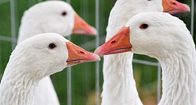 KOWR: Polska znaczącym producentem gęsiny w Unii Europejskiej-29901
