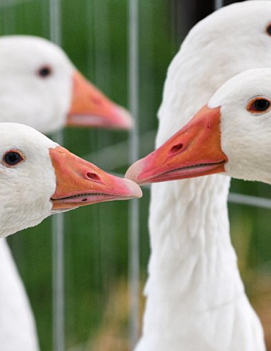 KOWR: Polska znaczącym producentem gęsiny w Unii Europejskiej-29901