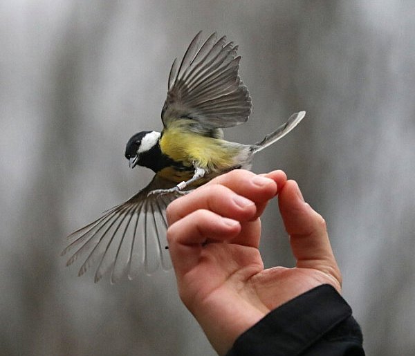 Ptaki nawet przez 10 dni odczuwają stres po sylwestrowych fajerwerkach-30987