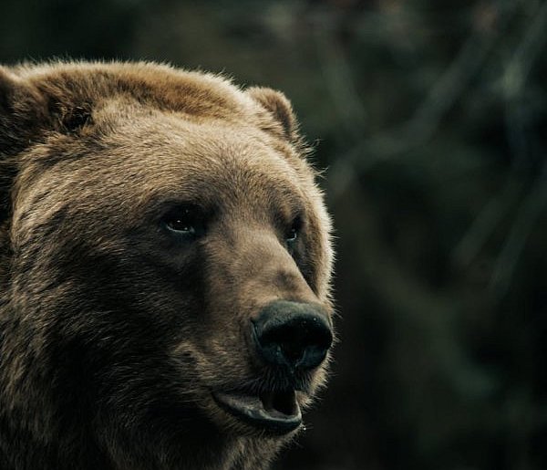 Śmiertelny atak niedźwiedzia w Płonnej. Nie żyje 58-letnia kobieta