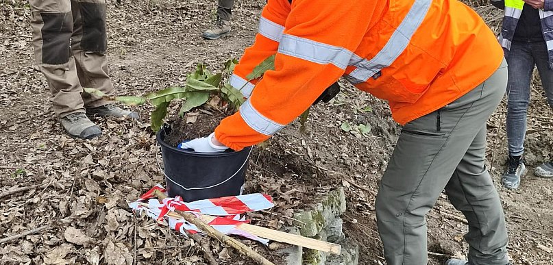Języcznik zwyczajny w niezwyczajnej operacji