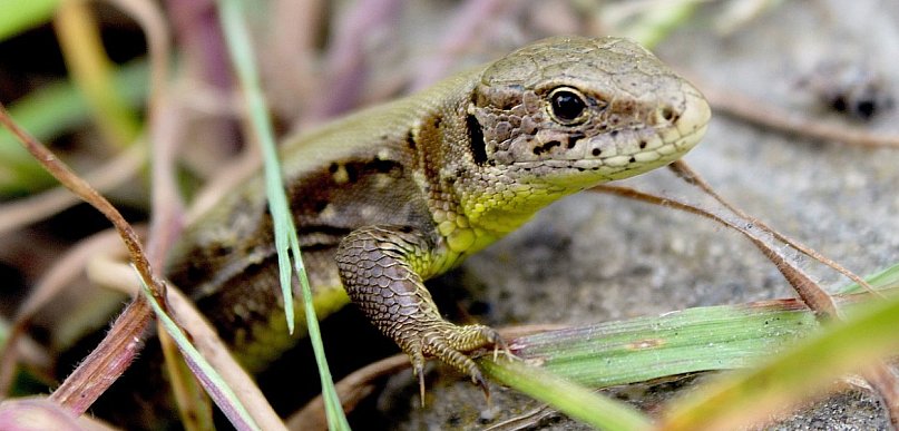 Jaszczurki w Polsce – które gatunki można zobaczyć w ogrodzie