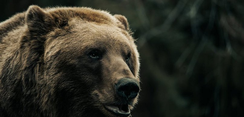 Śmiertelny atak niedźwiedzia w Płonnej. Nie żyje 58-letnia kobieta