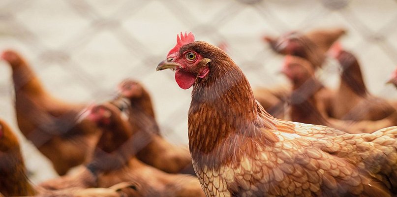 Podkarpacie objęte obostrzeniami. Wysoce zjadliwa grypa ptaków