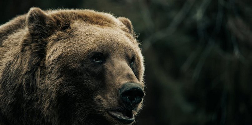 Śmiertelny atak niedźwiedzia w Płonnej. Nie żyje 58-letnia kobieta