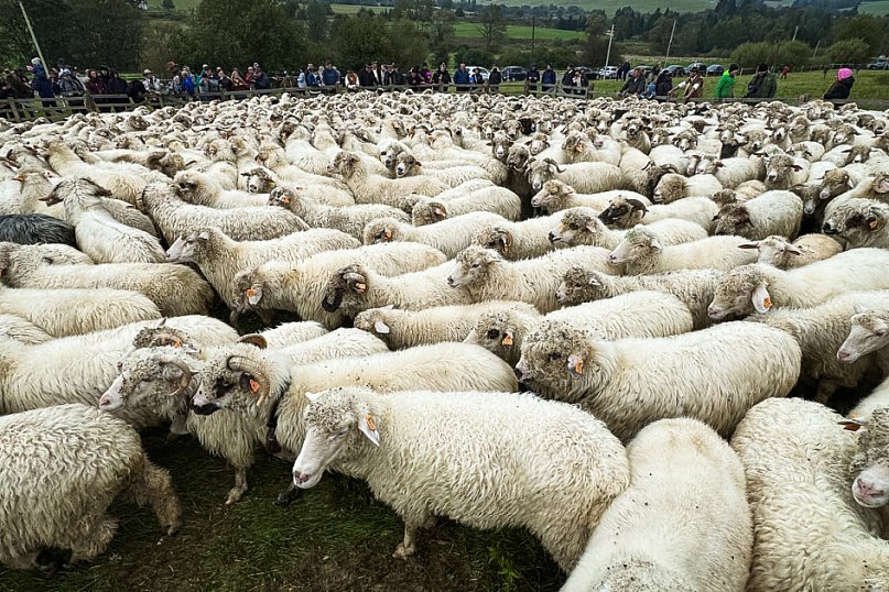 Redyk w Osławicy: najpiękniejszy w Polsce, jedyny prawdziwie podkarpacki