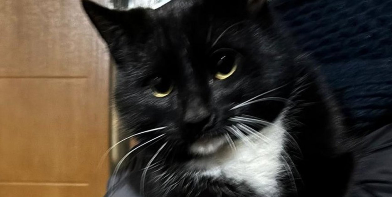 Policjanci i strażacy uratowali kota