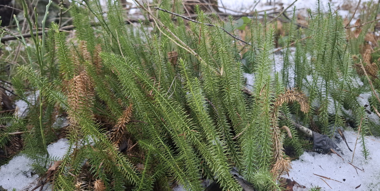 Widłak jałowcowaty – miniatura lasu sprzed czasów dinozaurów w polskich borach