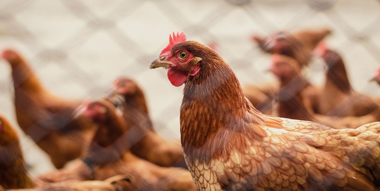 Podkarpacie objęte obostrzeniami. Wysoce zjadliwa grypa ptaków