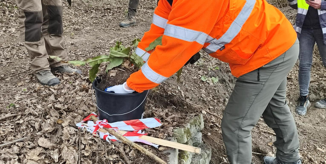 Języcznik zwyczajny w niezwyczajnej operacji