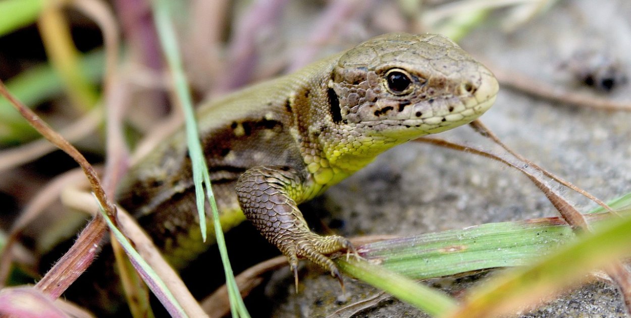 Jaszczurki w Polsce – które gatunki można zobaczyć w ogrodzie